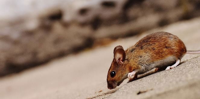 Rat — Signal Hill, CA — Edgemont Garage Door Service Rat — Signal Hill, CA — Edgemont Garage Door Service
