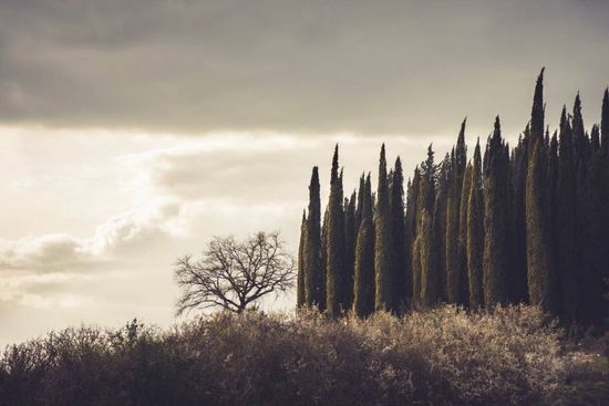cipressi