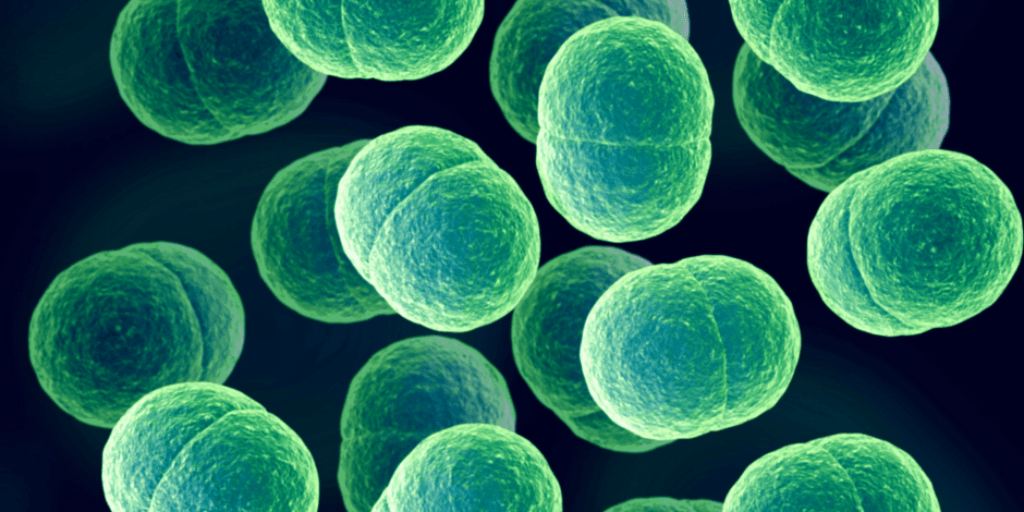 lyme disease