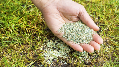 Hand planting grass seeds