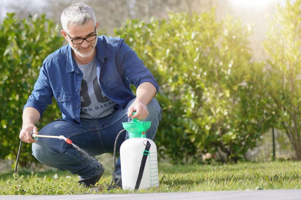 Man spraying weed killer on lawn