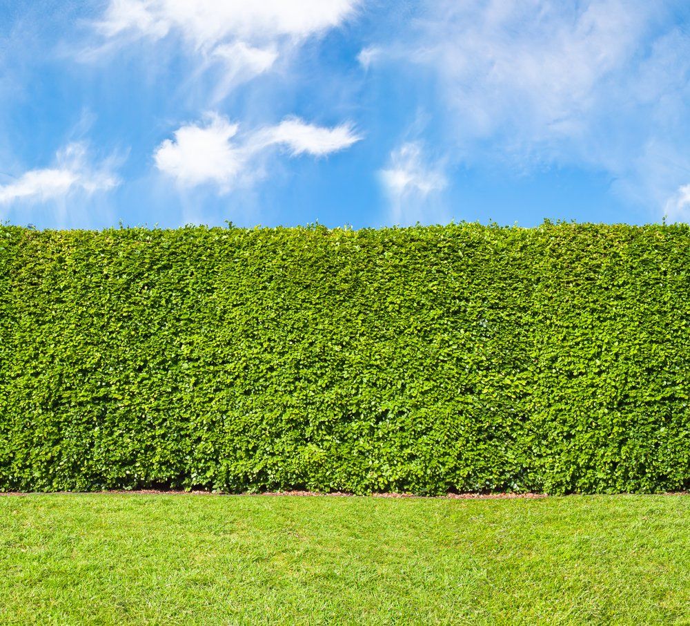 Hedge
