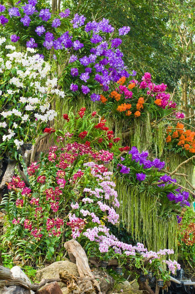 Flowers in a flower garden