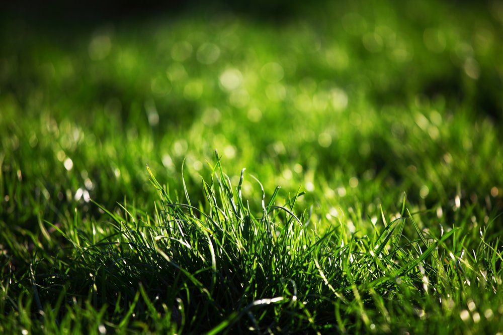 Grass
