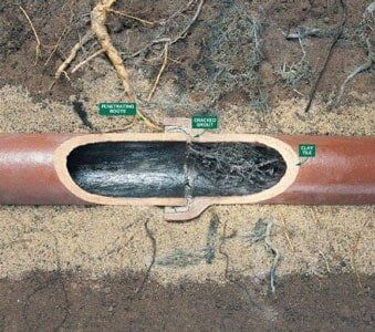 roots — plumbing service in Sequim, WA