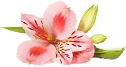 Fiore