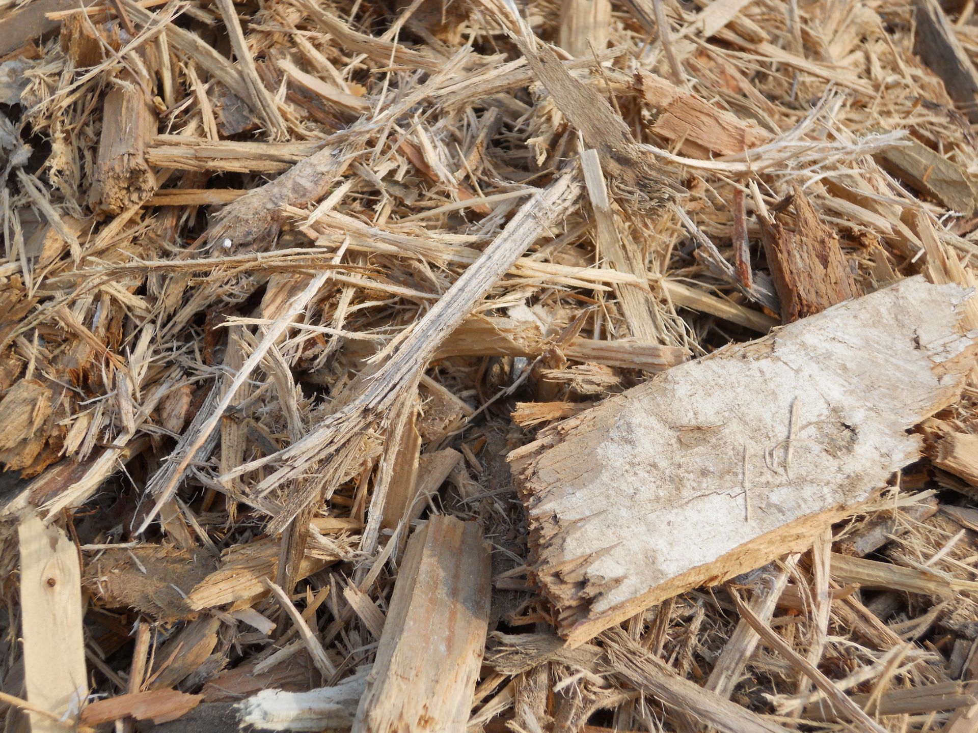 Expert providing tree care and pest control services in La Crosse, WI