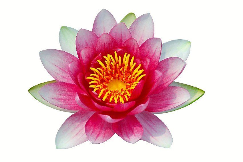 A close up of a pink water lily with a yellow center