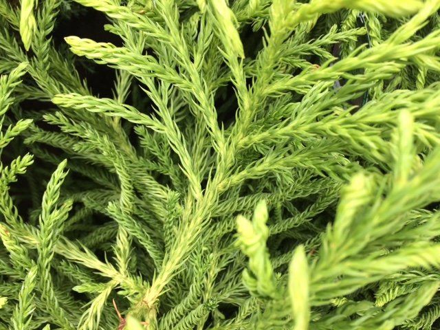 Cryptomeria japonica 'Spiralter Falcata' Cryptomeria japonica 'Spiralter Falcata'