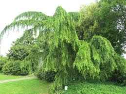Cedrus deodara 'Pendula' Cedrus deodara 'Pendula'