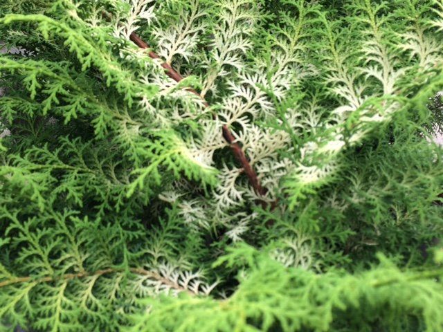 Chamaecyparis obtusa 'Sunlight Lace' Chamaecyparis obtusa 'Sunlight Lace'