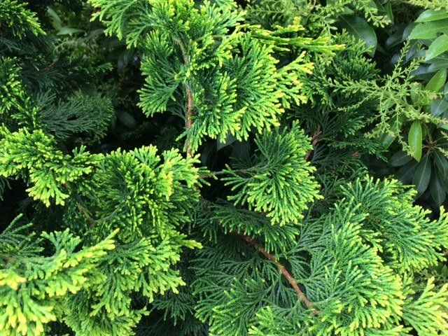 Chamaecyparis obtusa 'Confucius' Chamaecyparis obtusa 'Confucius'