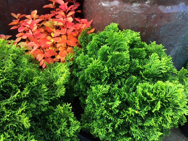 Chamaecyparis obtusa 'Butterball' Chamaecyparis obtusa 'Butterball'
