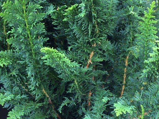 Chamaecyparis obtusa 'Filicoides Compacta' Chamaecyparis obtusa 'Filicoides Compacta'