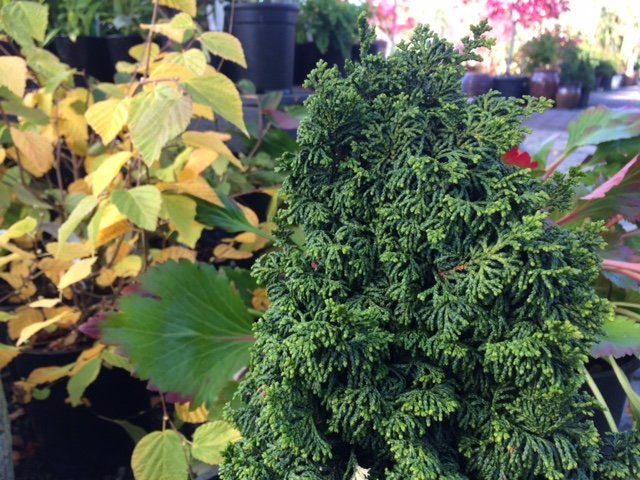 Chamaecyparis obtusa 'Gemstone' Chamaecyparis obtusa 'Gemstone'