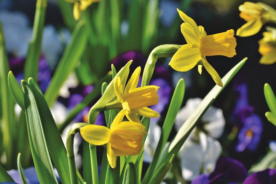 BULBS-300x225 BULBS-300x225