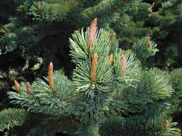 Pinus aristata Pinus aristata