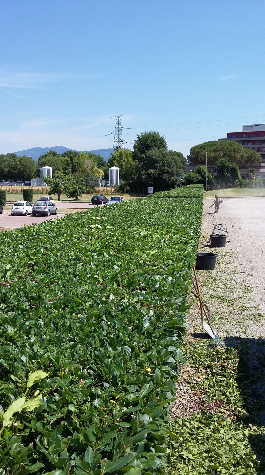 servizi di giardinaggio a Firenze