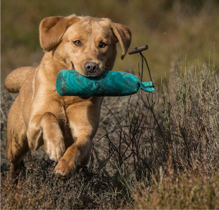 eCommerce Website Design Portfolio |  Labradors in Need
