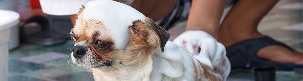 Chihuahua Taking a Bath - Pet Daycare Services in Front Royal, VA