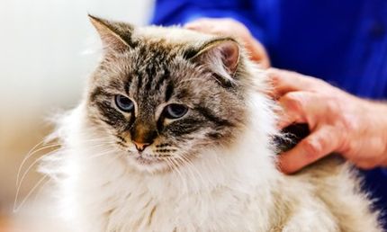 Cat Grooming - Pet Daycare Services in Front Royal, VA Cat Grooming - Pet Daycare Services in Front Royal, VA