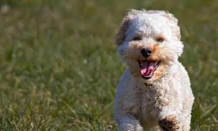 Cavapoo puppy running - Pet Daycare Services in Front Royal, VA Cavapoo puppy running - Pet Daycare Services in Front Royal, VA
