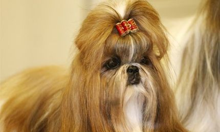 Young shih tzu dog with adorable hairpin - Pet Daycare Services in Front Royal, VA Young shih tzu dog with adorable hairpin - Pet Daycare Services in Front Royal, VA