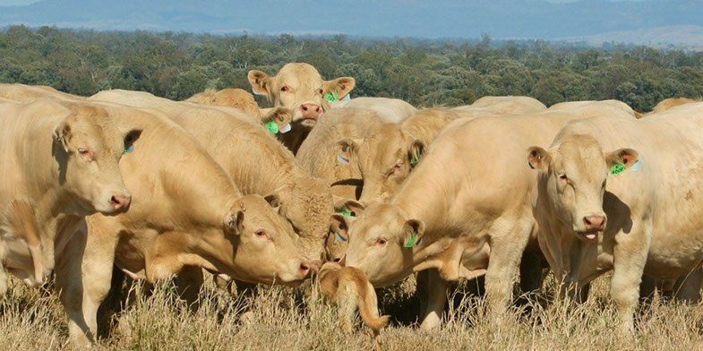 cattles