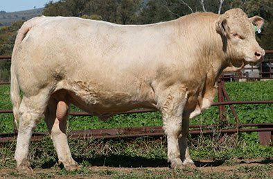 AYR Mintee’s  Major