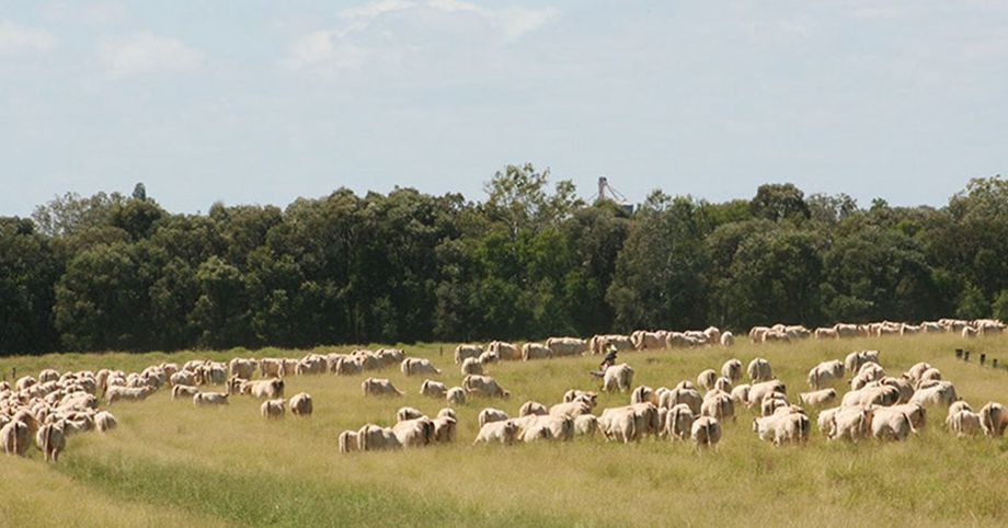 Cattle walking to the 'Mungabunda' yards.