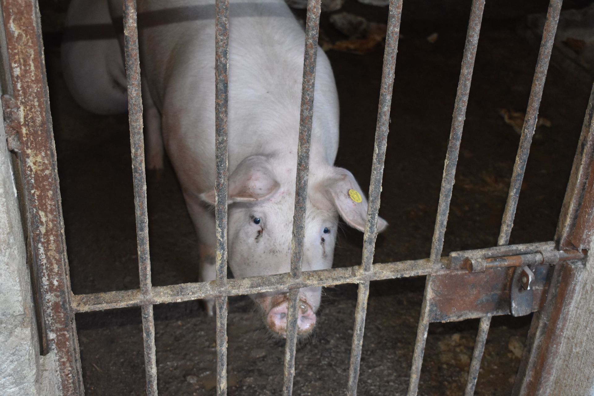 maialino