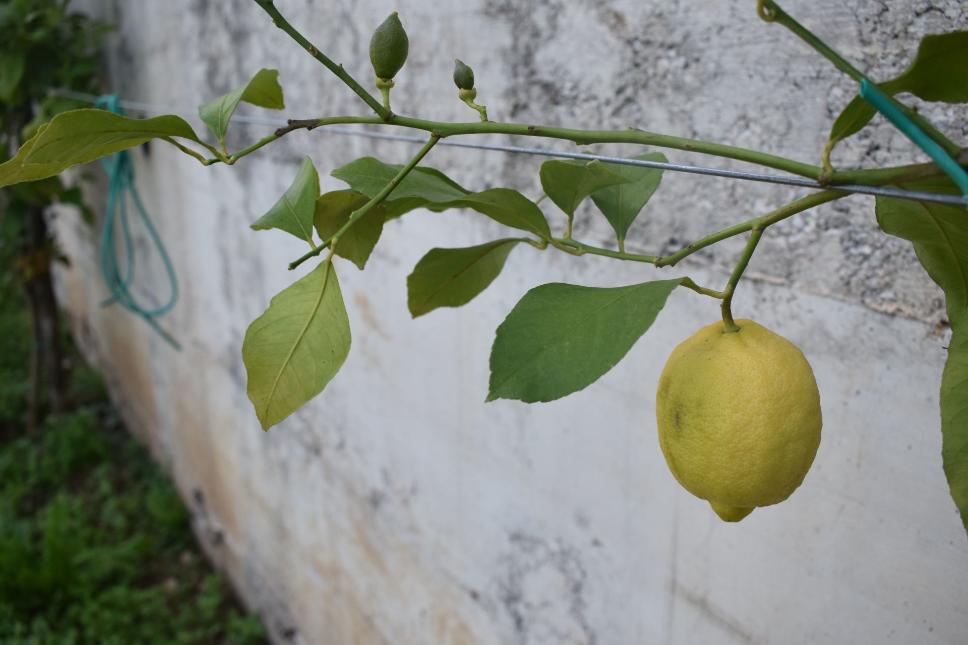 pianta di limoni