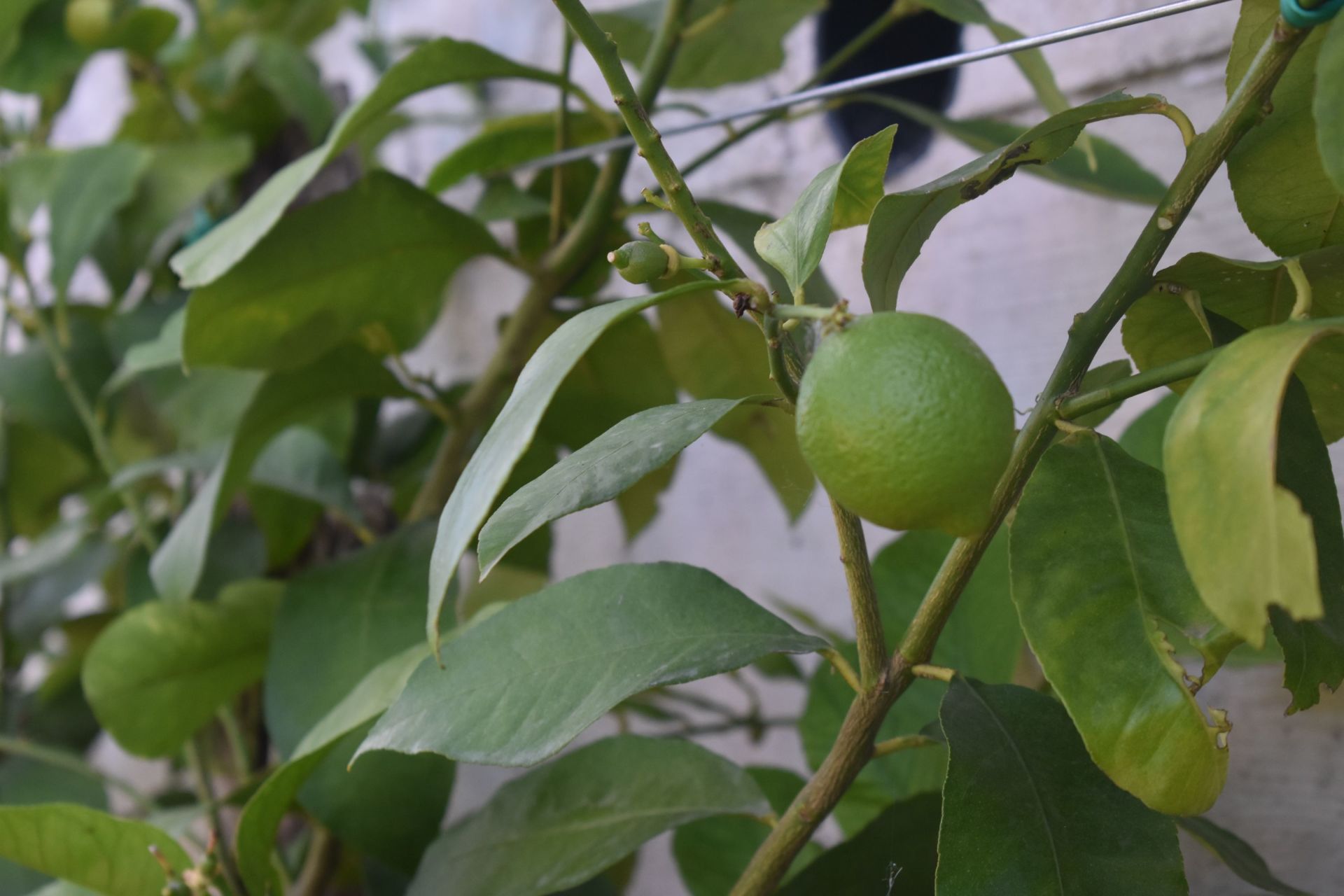 albero di limoni