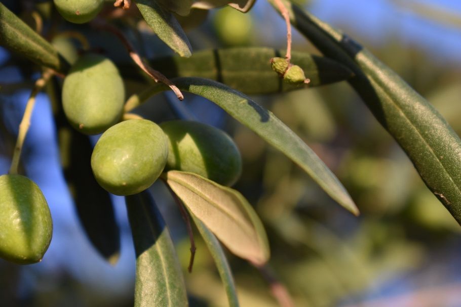 Locally grown farm-to-table products