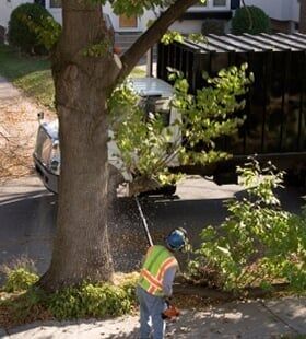 Worker trimming tree Worker trimming tree