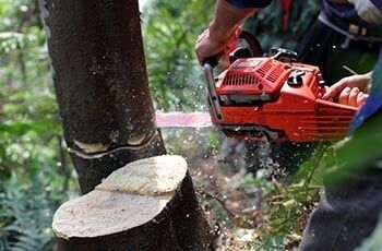Worker cutting the tree