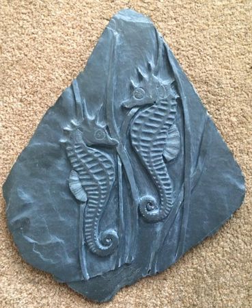 Seahorse engraved in Devonian Mudstone Seahorses engraved in Devonian Mudstone