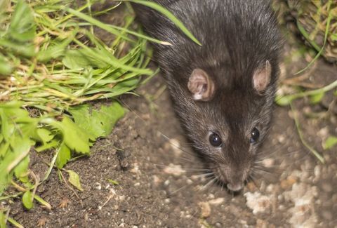 Rat — Beaufort, SC — Tracks Wildlife Control Rat — Beaufort, SC — Tracks Wildlife Control