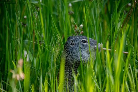 Groundhog — Beaufort, SC — Tracks Wildlife Control Groundhog — Beaufort, SC — Tracks Wildlife Control