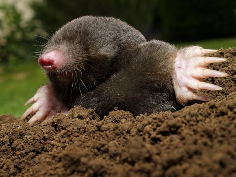 Mole — Beaufort, SC — Tracks Wildlife Control Mole — Beaufort, SC — Tracks Wildlife Control