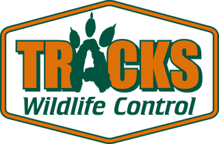 Tracks Wildlife Control Tracks Wildlife Control