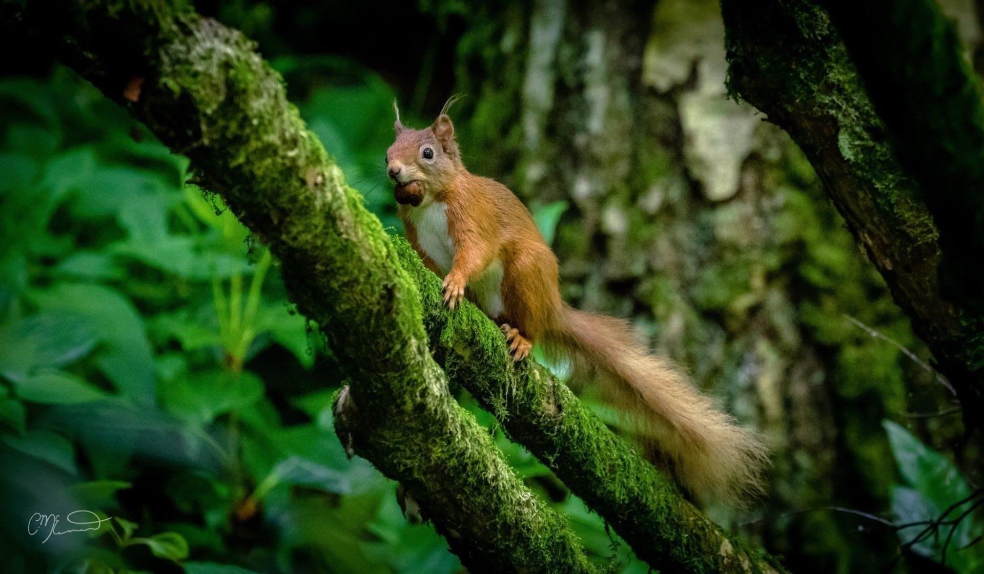red squirrel