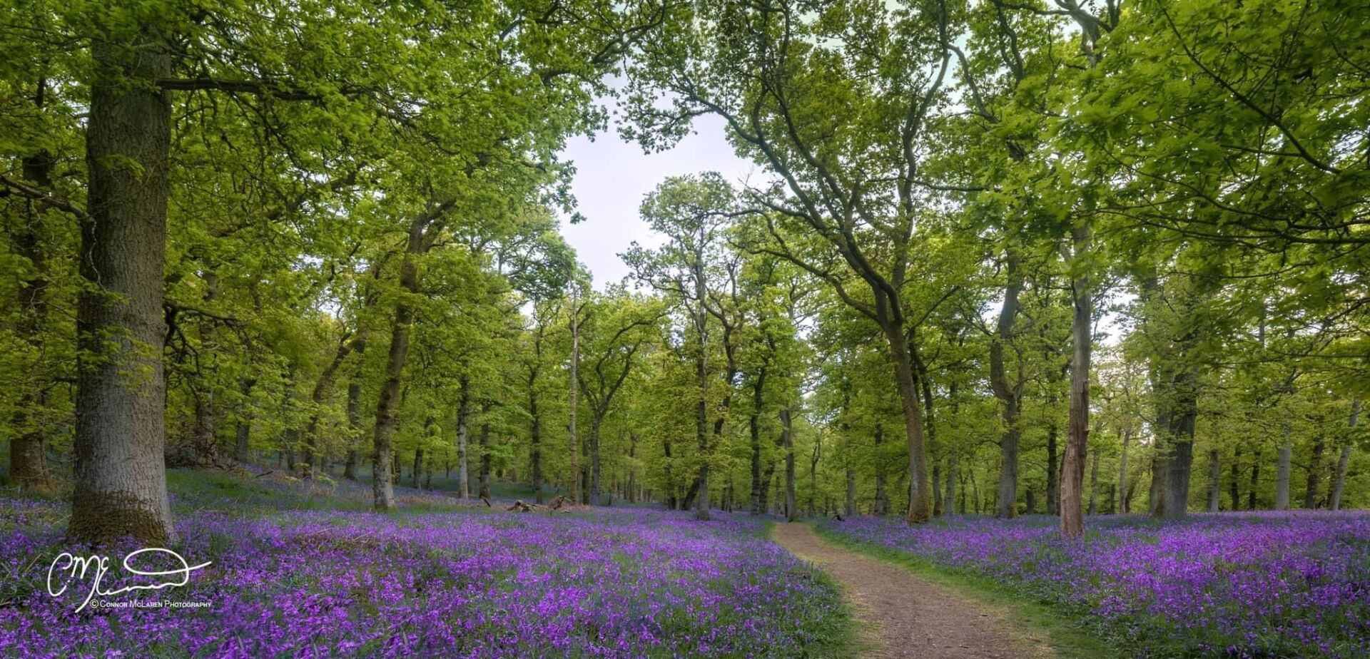 Bluebell walk