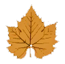 yellow leaf icon