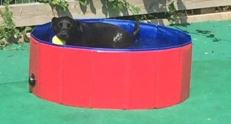 Dog in paddling pool
