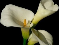 fiori