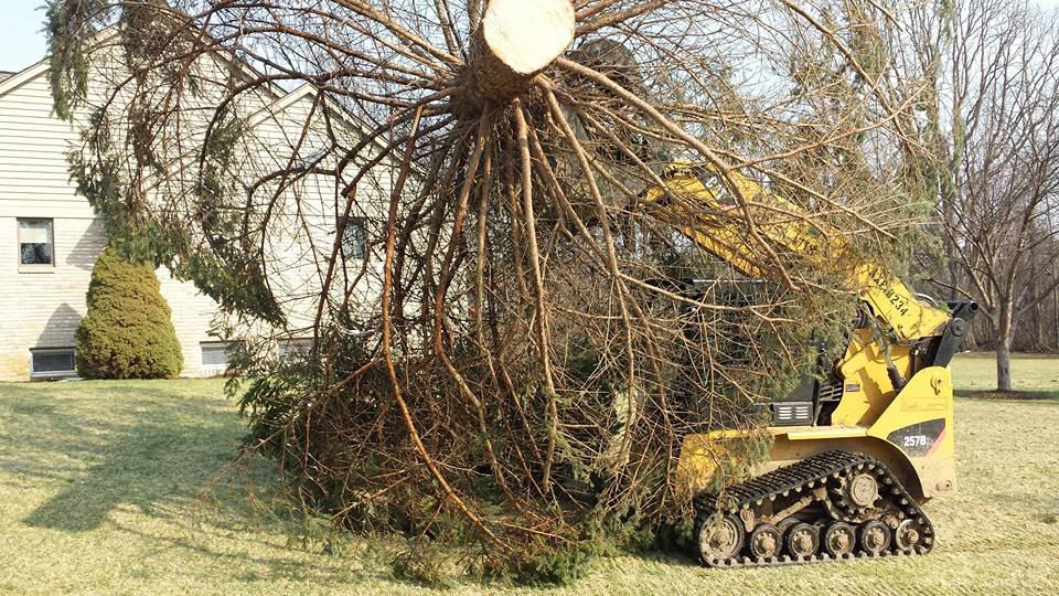 Oxford Tree Removals