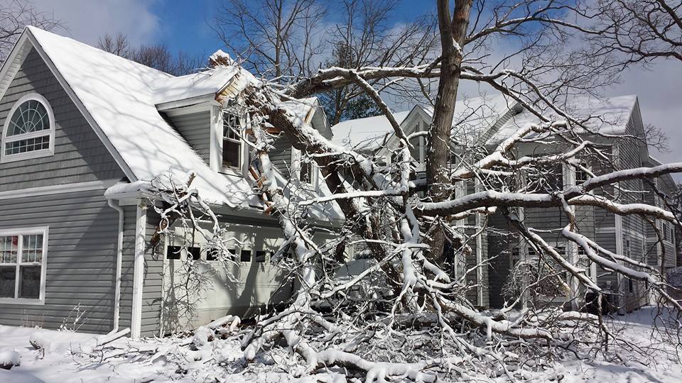 Emergency Tree Services Oxford Mi