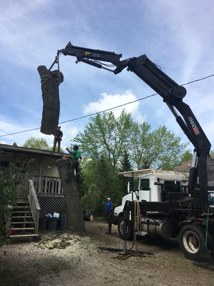 Waterford Tree Removals