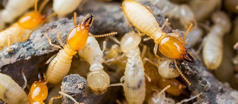 Termite Inspection — Termites or White Ants Crawling on Wood in Wilmington, DE Termite Inspection — Termites or White Ants Crawling on Wood in Wilmington, DE